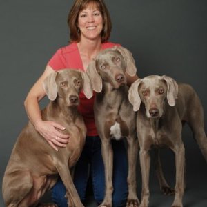 Dana, Koko, Lulu, Yogi