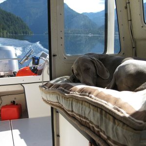 Yogi on lake Crescent