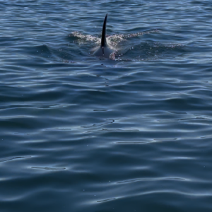 Orca Approaching