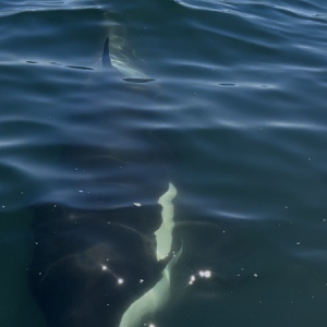 Orca Getting Closer