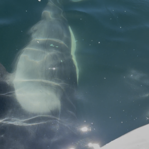 Orca Going Under