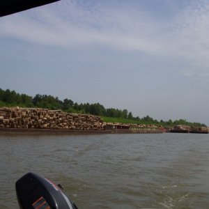 Vicksburg,MS....cypress logs in canal