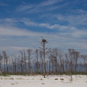 MIss coast...Ship Island...east end...osprey nest