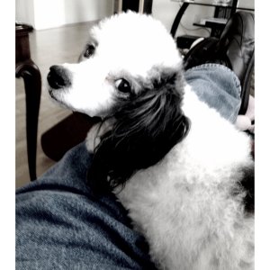 Panda the boat poodle