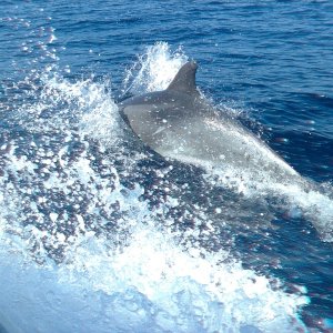 A rather LARGE dolphin