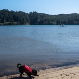 Tango explores the beach, Nowhere Fast at anchor