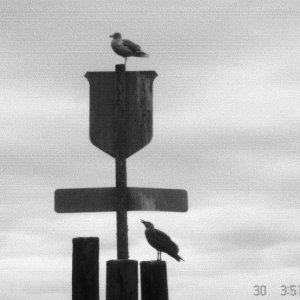 30 Sept 2005 Sequim: The seagulls.