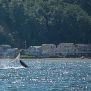 More whales just north of Everett - East side of Whidbey Island