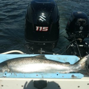Original fish tray build by Mike with tyboo