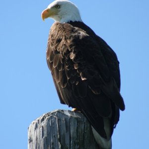 eagle fishing at pier