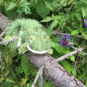 Lil' Brat finds Isle Royal's most wanted invasive flower.
The Knotweed