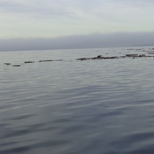 More debris - Puget Sount