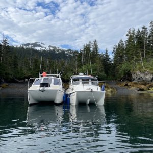Double cats (Main Bay, AK June 2024)