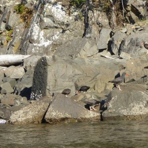 Some Black Oystercatchers along the shore