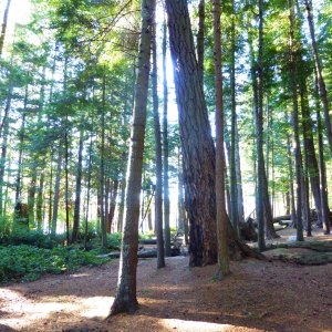 Forest typical of the San Juan Islands