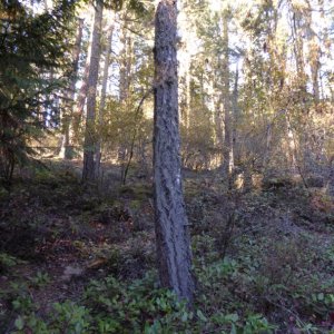 Site of Salish temporary camp behind the sign