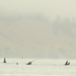 Orca 3