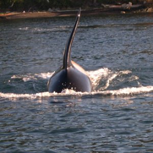 Whale photos from Dave and Carol (Sea Shift)