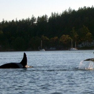 Whale photos from Dave and Carol (Sea Shift)