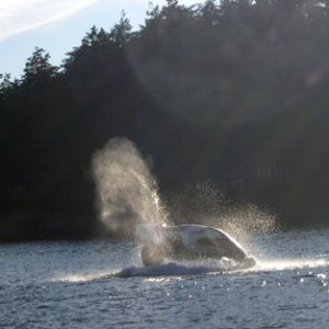 Whale photos from Dave and Carol (Sea Shift)