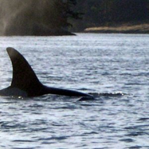 Whale photos from Dave and Carol (Sea Shift)