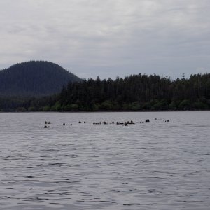 sea otters ogden passage chichagof island