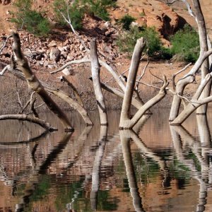Reflected Cottonwood Stumps 2009