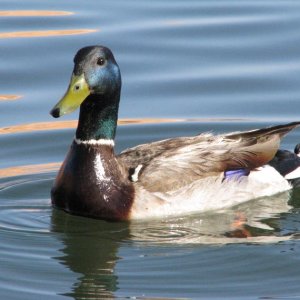 Mallard 2009