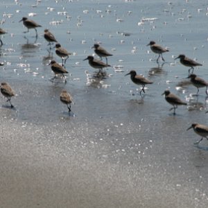 (primative) shore birds