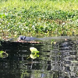Manatees in Butchers Bend