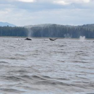 Humpback whales getting ready to dive.