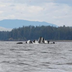 Humpback whales ?bubble feeding?, herding herring up to the surface as a group