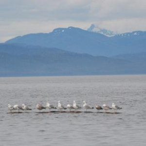 The seagulls did a good job of showing us where the logs were.