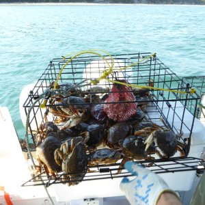 Last crab pot pull Friday afternoon