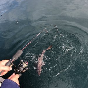 Leo is good at catching the dogfish