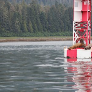 sea lions Petersburg