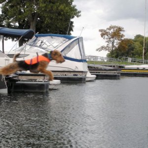 Fly, Boomer!  #1