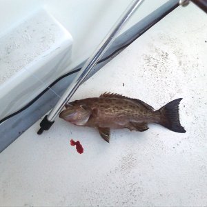 FIRST FISH(Grouper).jpg