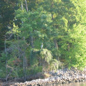 Heron on the shore of Barkley Canal