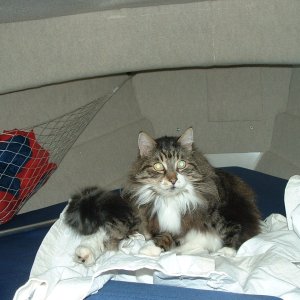(B~C) stupid cat, bolted some luan to enclose the anchor locker,
