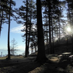 Sun rising through the trees