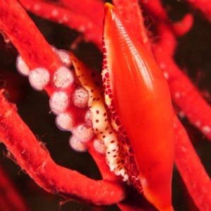 Simnia snail with eggs