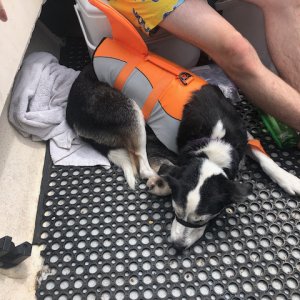 Lacey with her new life vest