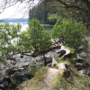 Horizontal Arbutus tree.  (madrona in US)