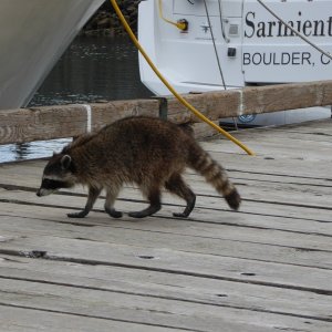 Funny story about this little guy. He literally followed me back to the boat from my hike, and I didn't even realize it until I got to my boat and as I was crawling onto it, he was there too trying to climb onto my bow!  I passed a woman on the dock walking back who wasn't paying much attention and she later told me she thought it was my dog following me!