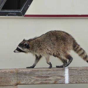 I shooed him away now it's trying to get on the neighbor's boat.