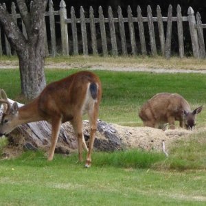 The fawn on right was born with birth defect and cannot walk very well. Park Ranger said they didn't expect it to make it this long!