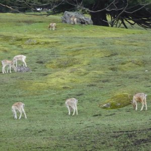Evidence of Spieden Island's controversial past in the 70s and 80s remains to this day