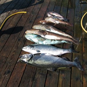 (Work Release)  Nooka Sound, another days catch