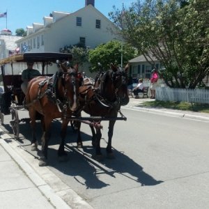 Horse Carriage